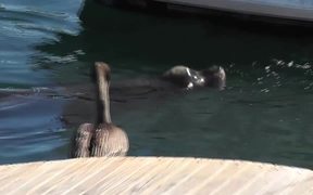 Sea Lion Head Close Up In Water Cabo San Lucas - Animals - VIDEOTIME.COM