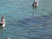 Sea Lion Swimming With Pelicans Cabo San Lucas