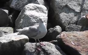 Seagull Standing On Rocks Alaska Mohr Productions - Animals - VIDEOTIME.COM