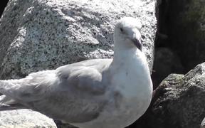 Seagull Standing On Rocks Alaska Mohr Productions - Animals - VIDEOTIME.COM