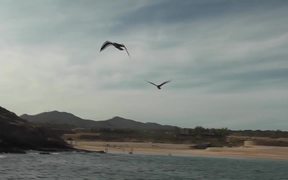Seagulls Flying Near Ship Cabo San Lucas - Animals - VIDEOTIME.COM