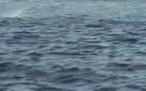 Several StingRays Jumping Out Of Ocean