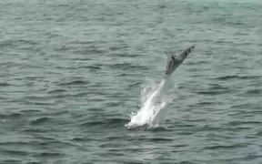 Stingrays Flying Fish CaboSanLucas 2014 - Animals - VIDEOTIME.COM