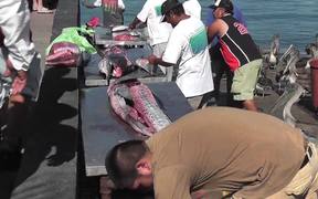 Swordfish Cutting Up Cabo San Lucas