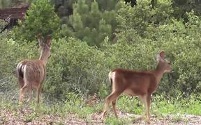 Two Deer Walking in Wilderness Julian - Animals - VIDEOTIME.COM