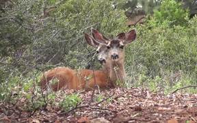 Two Deer Sitting in Grass - Animals - VIDEOTIME.COM
