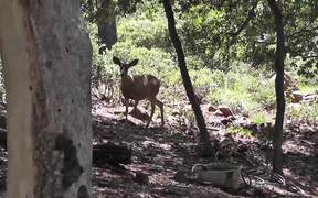 Two Deer Walking 2 in Wilderness Julian