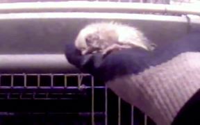 Sparbo_Egg_Farm_Battery_Cages_Undercover_MFA - Animals - VIDEOTIME.COM