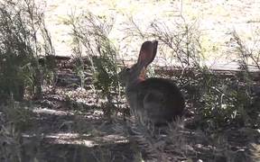 Wild Rabbit Hare LARC - Animals - VIDEOTIME.COM