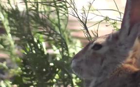 Wild Rabbit Hare LARC - Animals - VIDEOTIME.COM