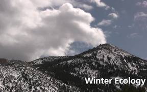 Great Basin NP: Winter Ecology Ranger Minute