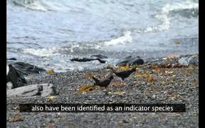 Kenai Fjords NP: Researching Black Oystercatcher - Animals - VIDEOTIME.COM
