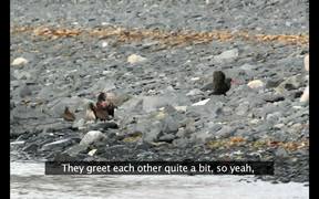 Kenai Fjords NP: Researching Black Oystercatcher - Animals - VIDEOTIME.COM