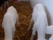 Saanen Dairy Goat Kids