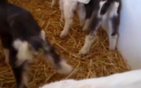 Saanen Dairy Goat Kids