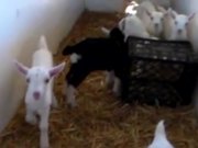 Saanen Dairy Goat Kids - Kids - Y8.COM