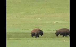 Badlands National Park: Wildlife - Fun - VIDEOTIME.COM