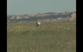 Badlands National Park: Wildlife - Fun - VIDEOTIME.COM