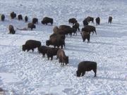 Badlands National Park: Bison Conservation