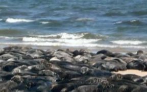 Seals of Cape Cod National Seashore