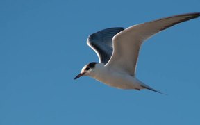Cape Cod NS: Shorebirds at the Seashore