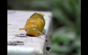 Redwood National and State Parks: Slug Luv - Animals - VIDEOTIME.COM