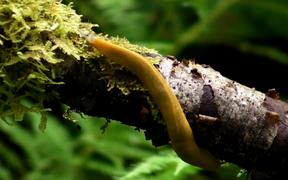 Redwood National and State Parks: Banana Slugs - Animals - VIDEOTIME.COM