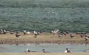 Cape Cod NS: Shorebirds at the Seashore