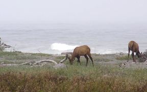Redwood National and State Parks: Roosevelt Elk - Animals - VIDEOTIME.COM