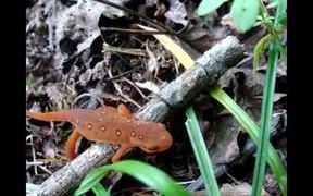 New River Gorge National River: Red Eft - Animals - VIDEOTIME.COM