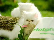 Mototol Commercial: Kittens