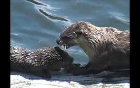 Yellowstone National Park: River Otters