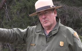 Yellowstone National Park: Bear Jams - Animals - VIDEOTIME.COM