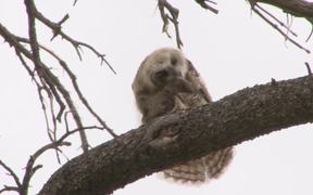 Yellowstone National Park: Backyard Owls