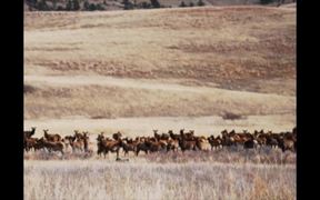 Wind Cave National Park: The History of Elk