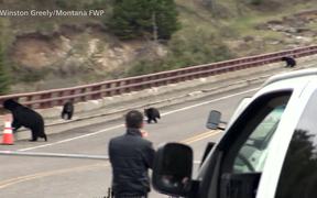 Yellowstone National Park: Bear Jams - Animals - VIDEOTIME.COM