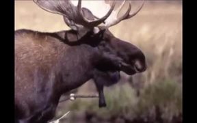 Yellowstone National Park: Moose - Animals - VIDEOTIME.COM