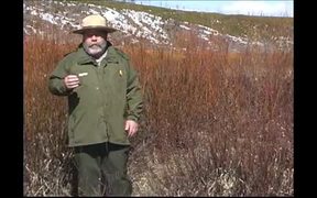 Yellowstone National Park: Beavers
