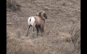 Yellowstone National Park: Bighorn Sheep