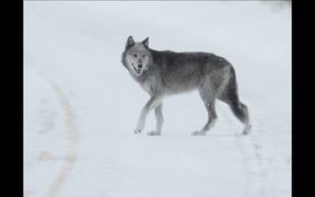 Yellowstone National Park: Coyote or Wolf? - Animals - VIDEOTIME.COM