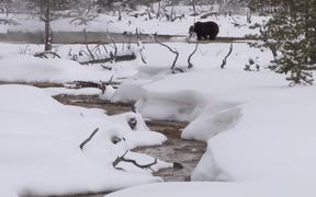 Yellowstone National Park: Spring Bears - Animals - VIDEOTIME.COM