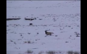 Yellowstone National Park: Winter Wildlife Viewing - Fun - VIDEOTIME.COM