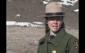 Yellowstone National Park: Respect for Wildlife - Animals - VIDEOTIME.COM