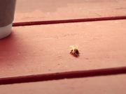 Bee Friendly Video: Swat
