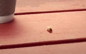Bee Friendly Video: Swat