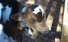 Calf Baby Cow