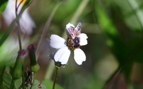 Honey Bees Pollination