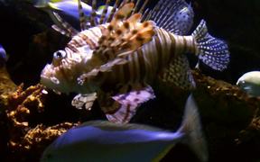 Lionfish Fish Ocean - Animals - VIDEOTIME.COM