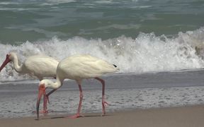 Ocean Beach Birds