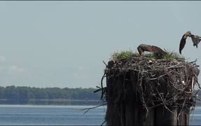 Osprey Birds Nest - Animals - VIDEOTIME.COM